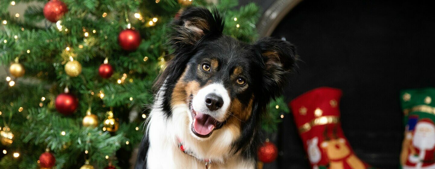 Dog Christmas Dinner What They Can Can t Eat Purina